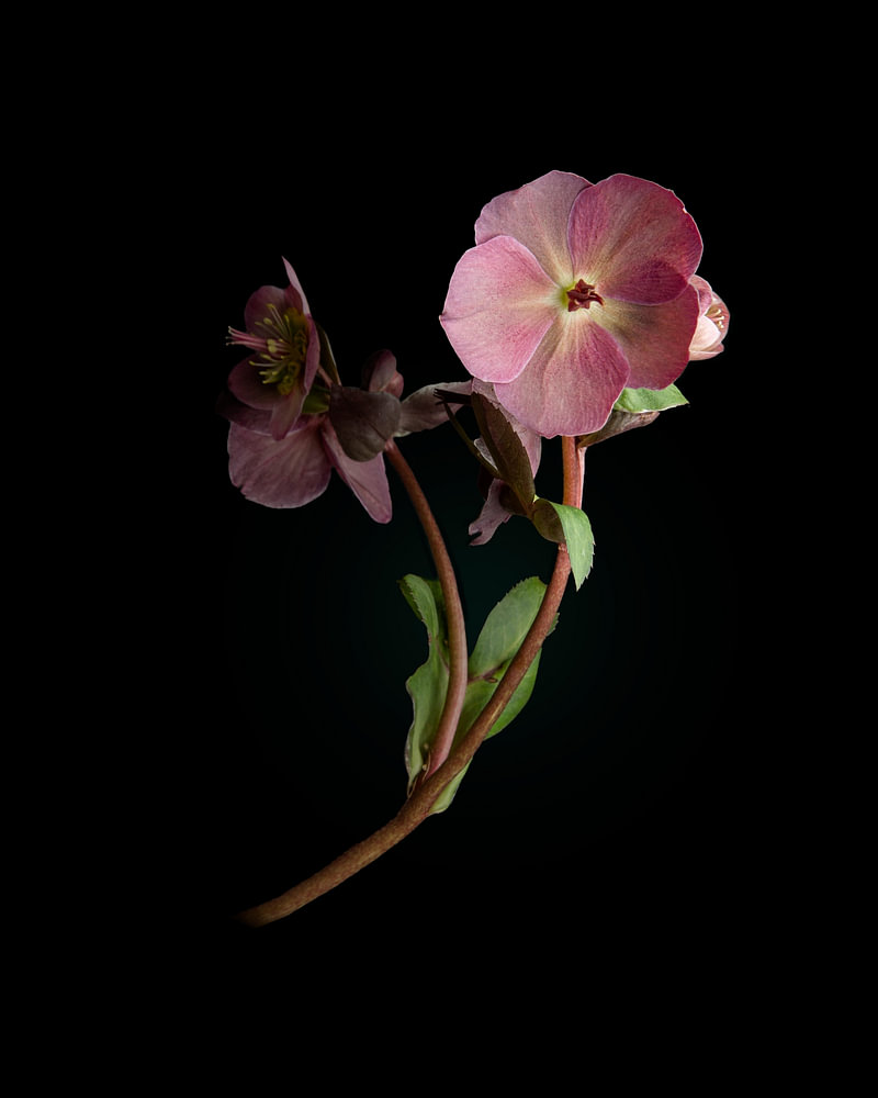 Bloem lenteroos fine-art van Sander van Laar — bloemstilleven van Sander van Laar
