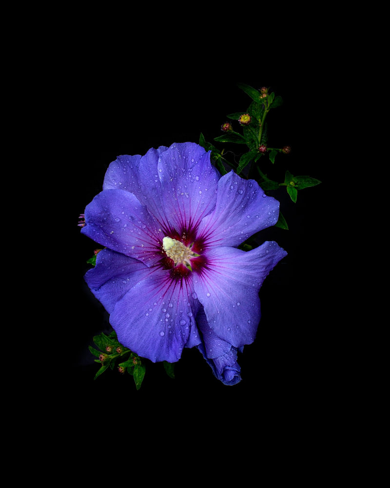 Bloem Hibiscus fine-art van Sander van Laar — bloemstilleven van Sander van Laar