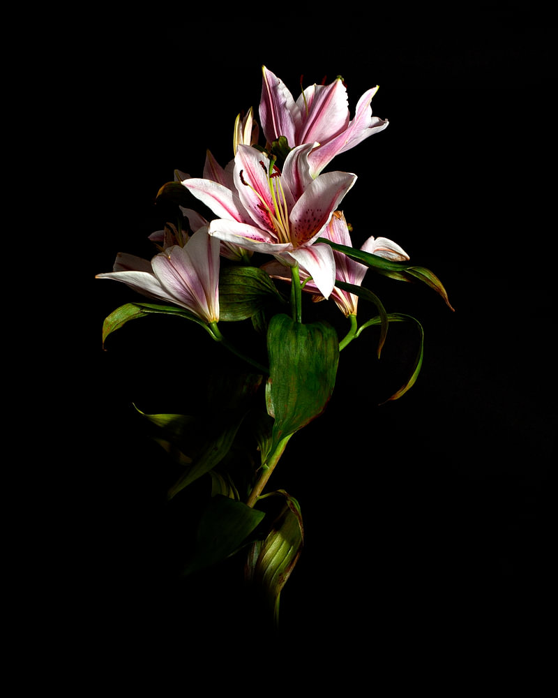 Bloem Madonnalelie fine-art Sander van Laar — bloemstilleven van Sander van Laar
