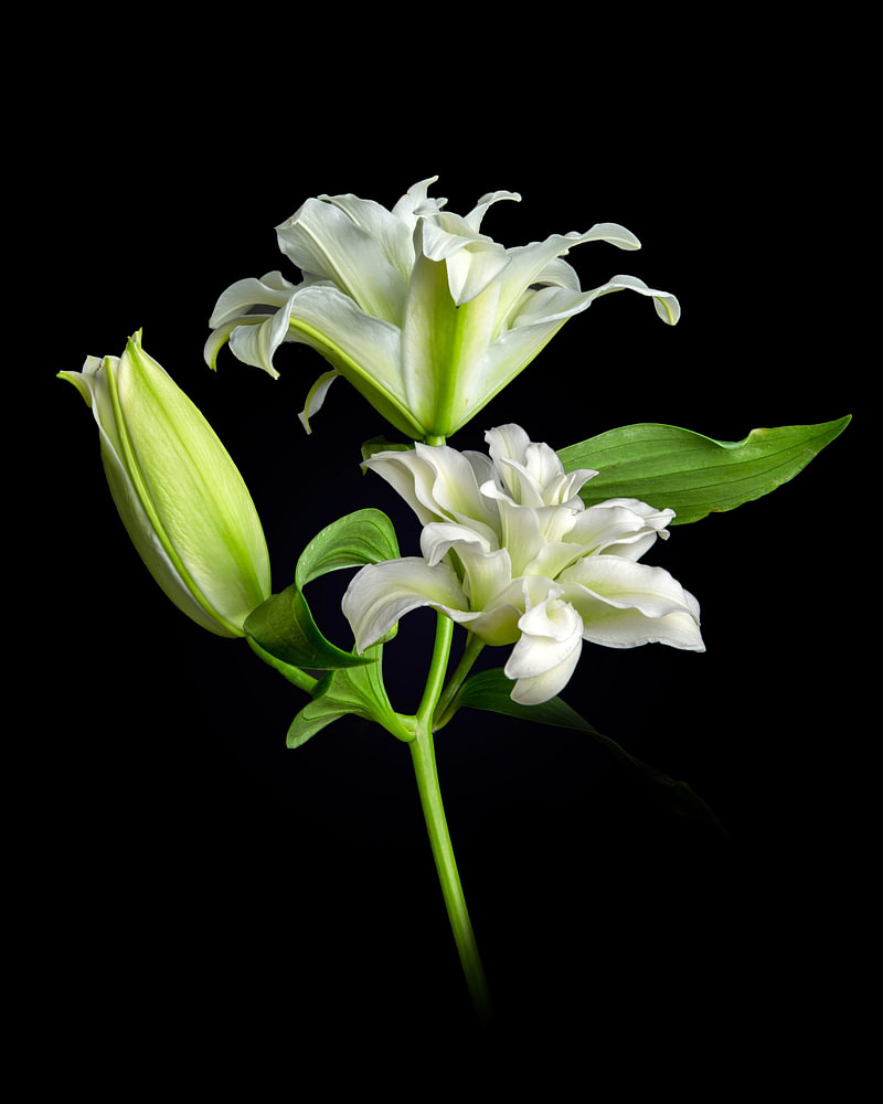 Bloem de lelie fine-art van Sander van Laar — bloemstilleven van Sander van Laar