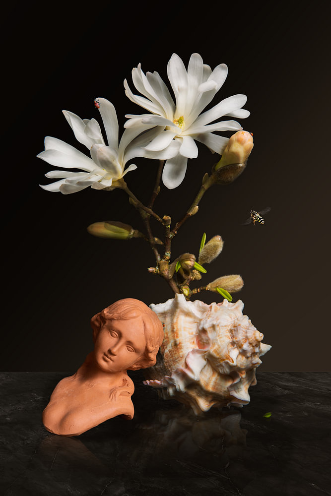 Magnolia - bloemstilleven — bloemstilleven van Sander van Laar