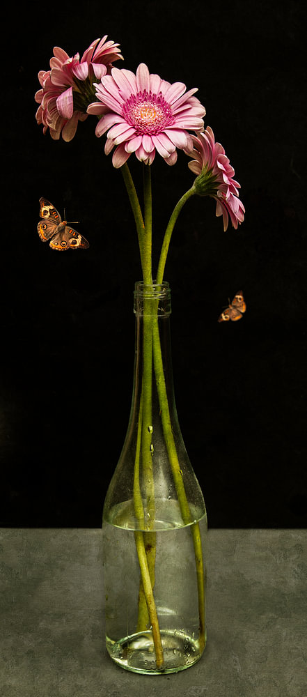 Royal Gerbera stilleven — bloemstilleven van Sander van Laar