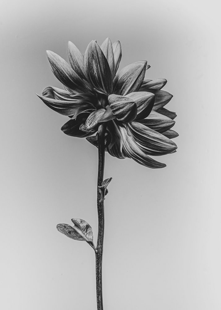Fine-art fotografie bloem "Dahlia" — bloemstilleven van Sander van Laar