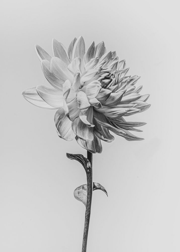 Bloem "Dahlia" verfijnde kunst — bloemstilleven van Sander van Laar