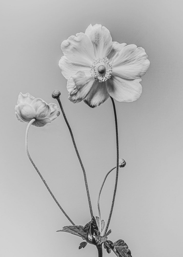 Fine-art fotografie bloem Anemoon — bloemstilleven van Sander van Laar