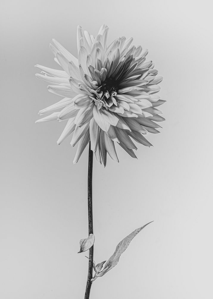 Fine-art fotografie Dahlia — bloemstilleven van Sander van Laar