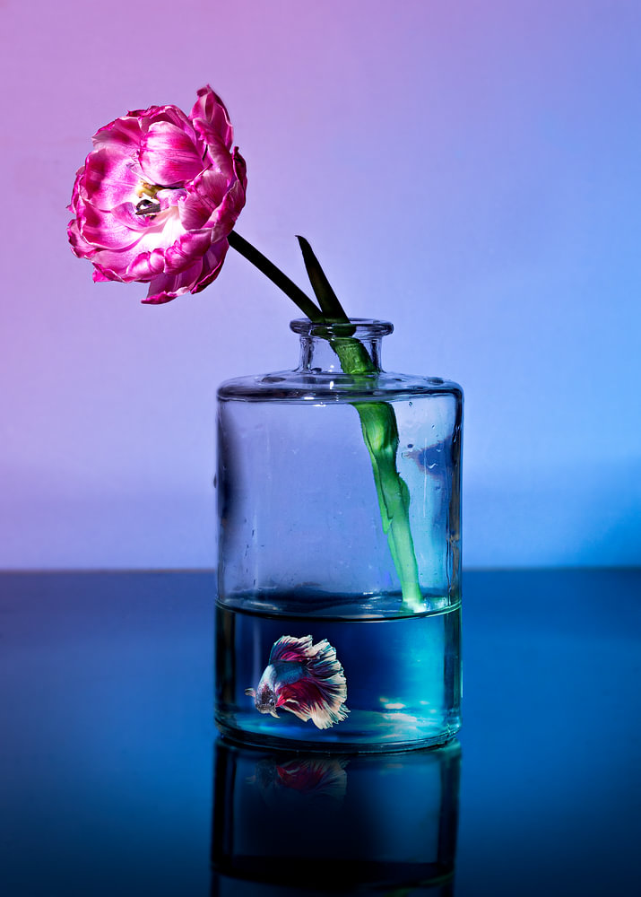 Royal Purple stilleven — bloemstilleven van Sander van Laar