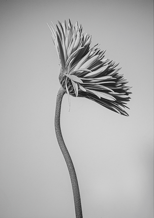 Bloemenkaart motief 6