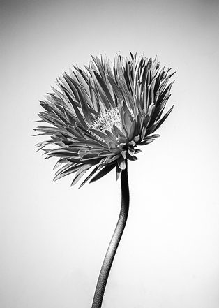 Bloemenkaart in lijst