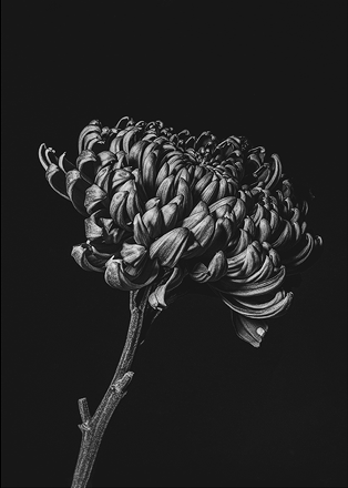 Set fine art bloemenkaarten van Sander van Laar