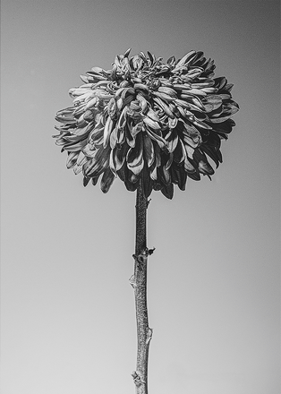 Bloemenkaart motief 3