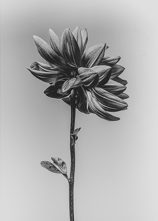 Bloemenkaart motief 5